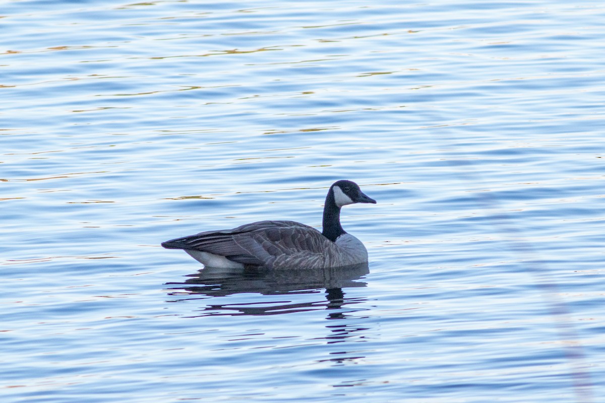 Canada Goose - ML626380209