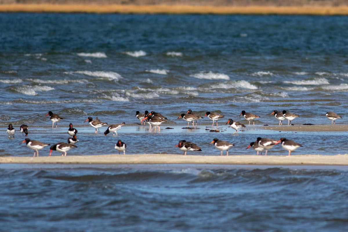 American Oystercatcher - ML626380313