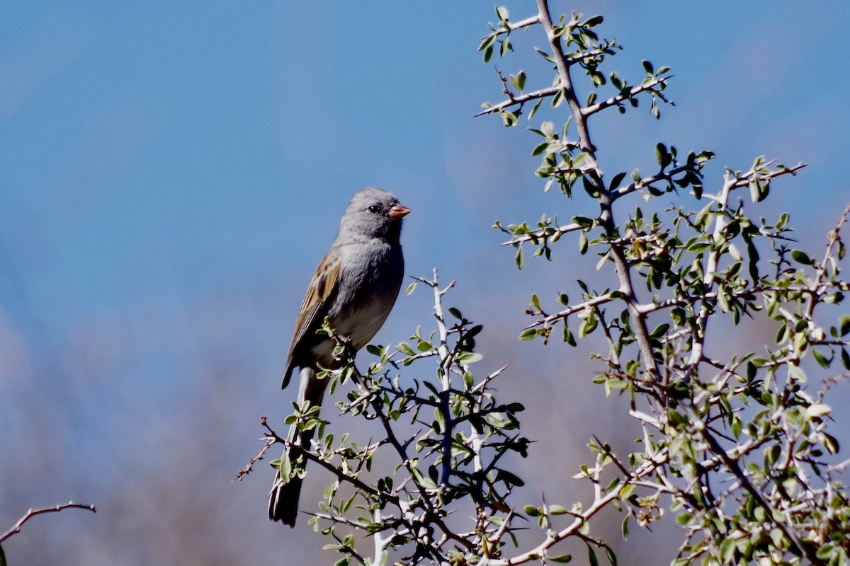 Black-chinned Sparrow - ML626380325