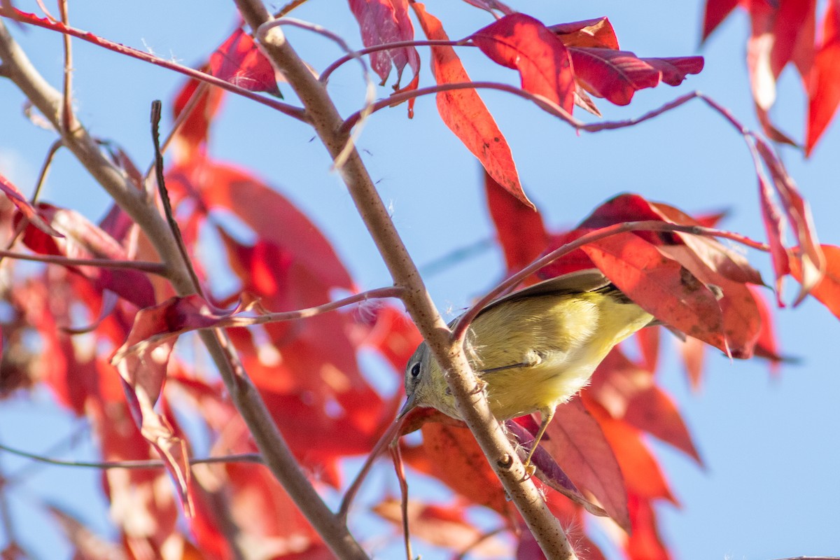 Orange-crowned Warbler (Gray-headed) - ML626380385