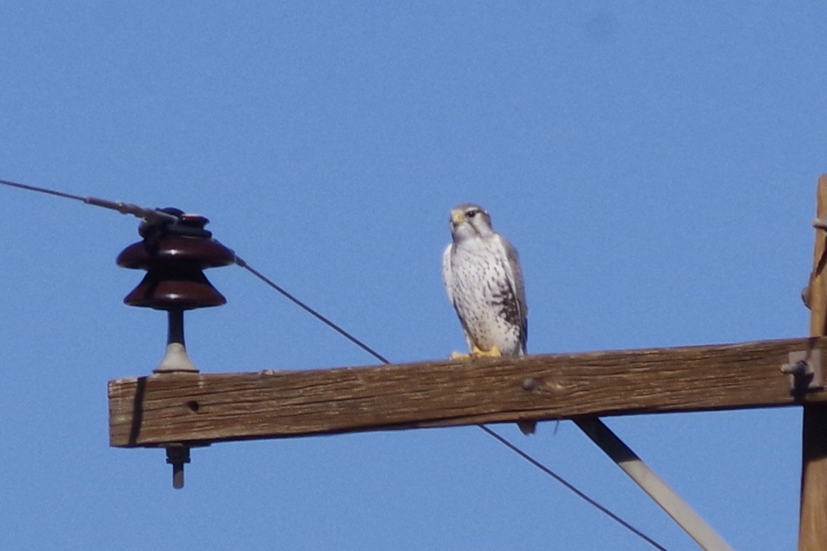 Prairie Falcon - ML626380431