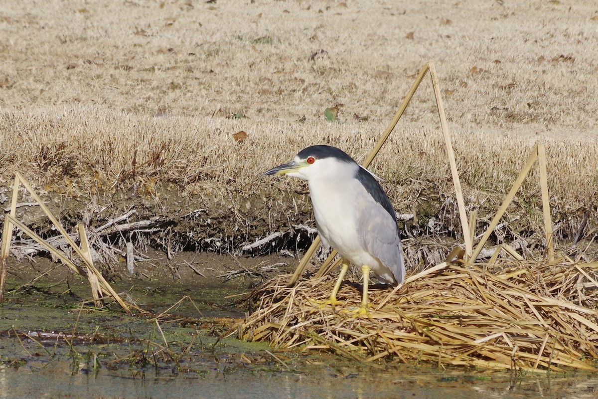 Black-crowned Night Heron - ML626380432