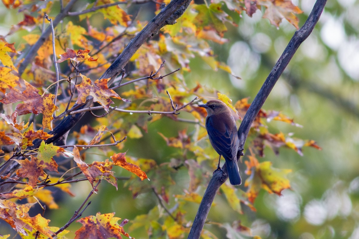 Rusty Blackbird - ML626380443