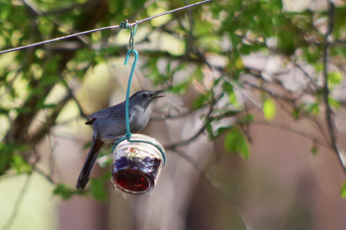 Gray Catbird - ML626380450