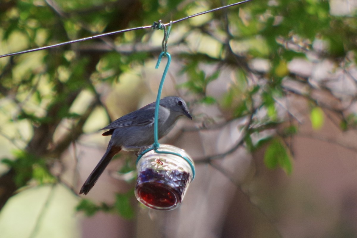 Gray Catbird - ML626380451