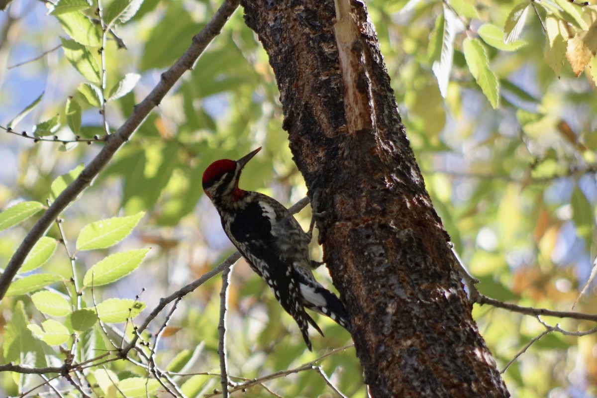 Red-naped Sapsucker - ML626380459