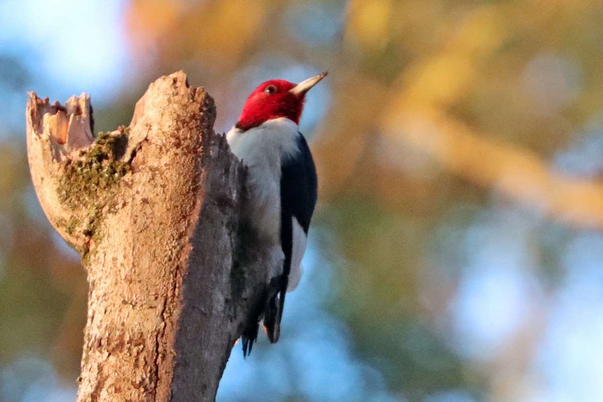Red-headed Woodpecker - ML626380473
