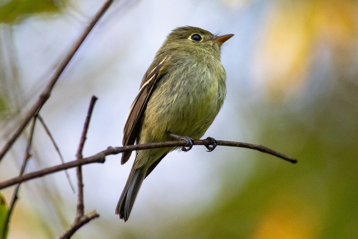 Yellow-bellied Flycatcher - ML626380521