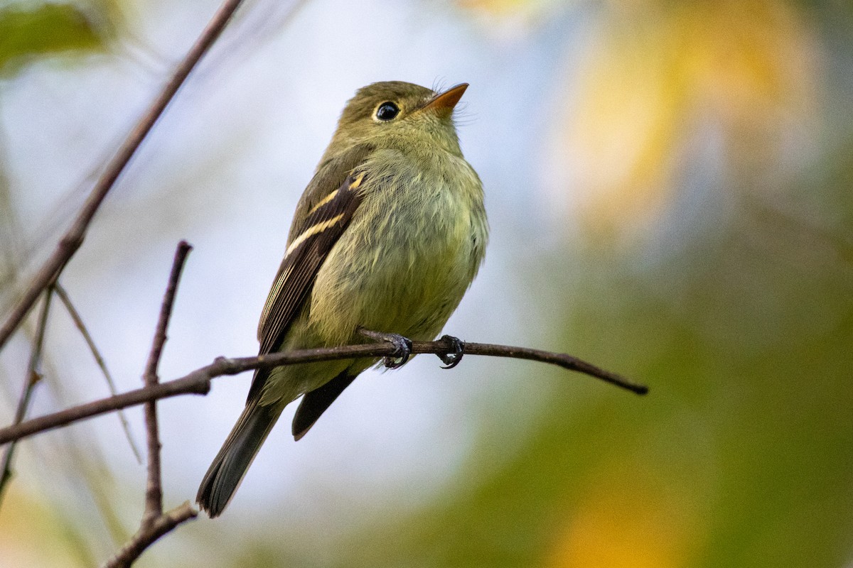 Yellow-bellied Flycatcher - ML626380522