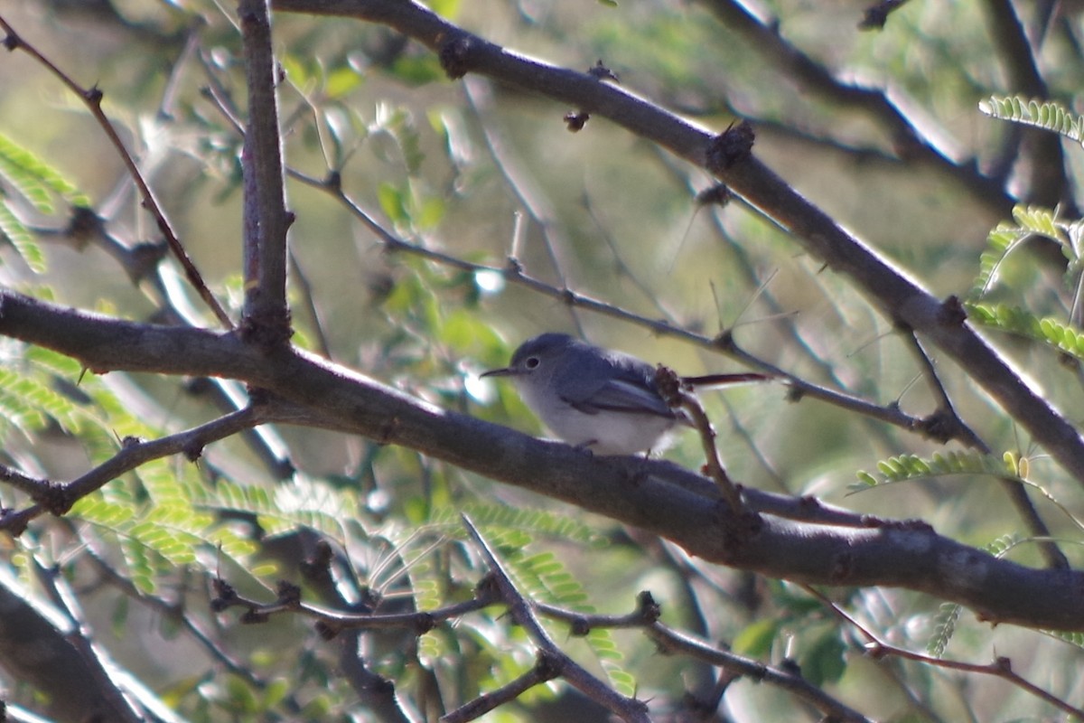 Black-capped Gnatcatcher - ML626380552