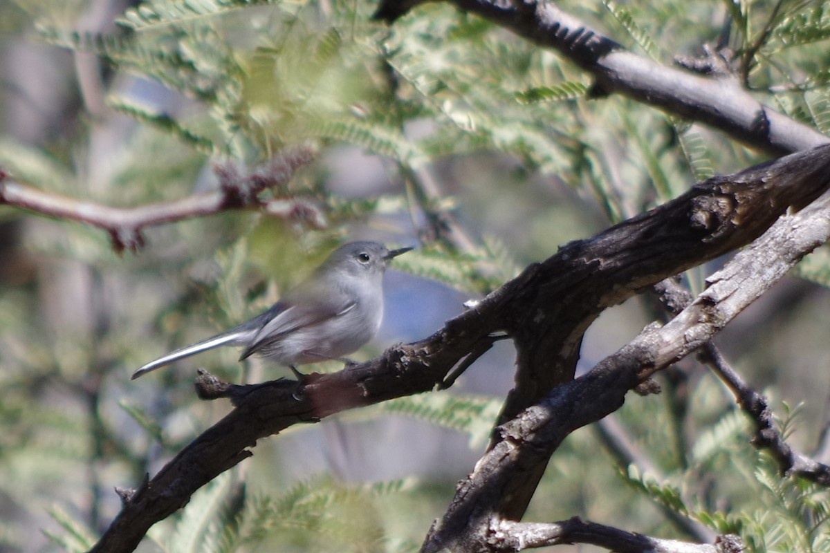 Black-capped Gnatcatcher - ML626380553