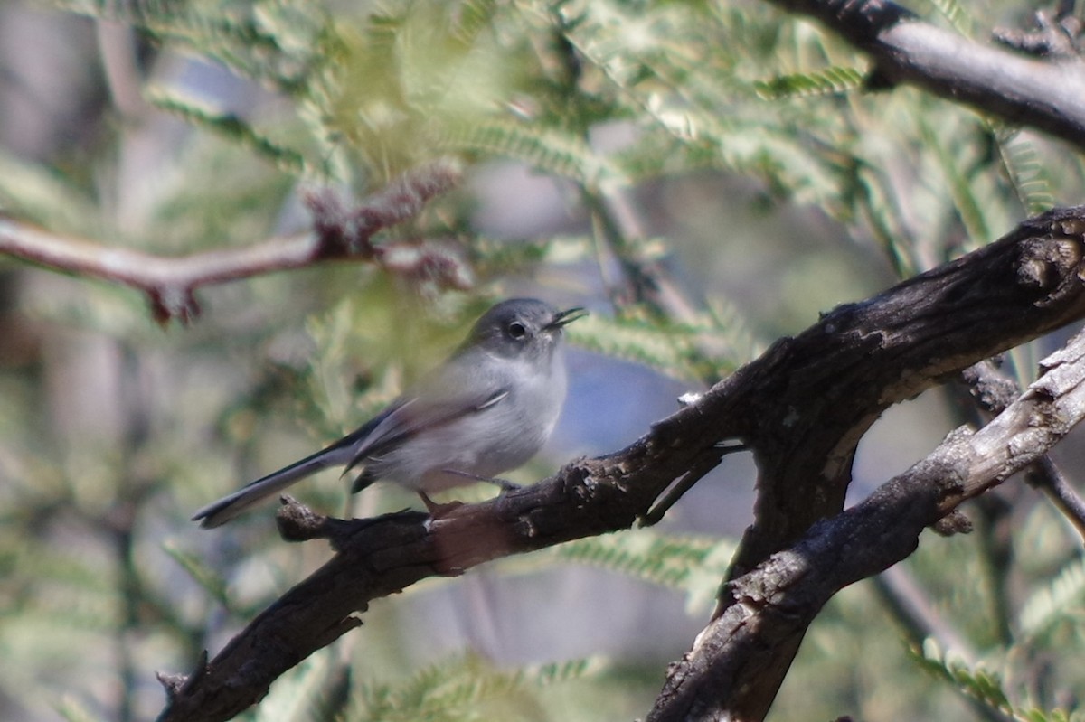 Black-capped Gnatcatcher - ML626380554