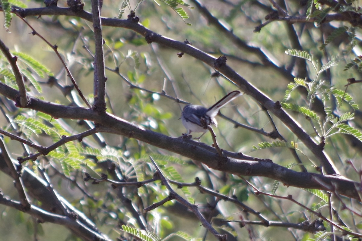 Black-capped Gnatcatcher - ML626380555