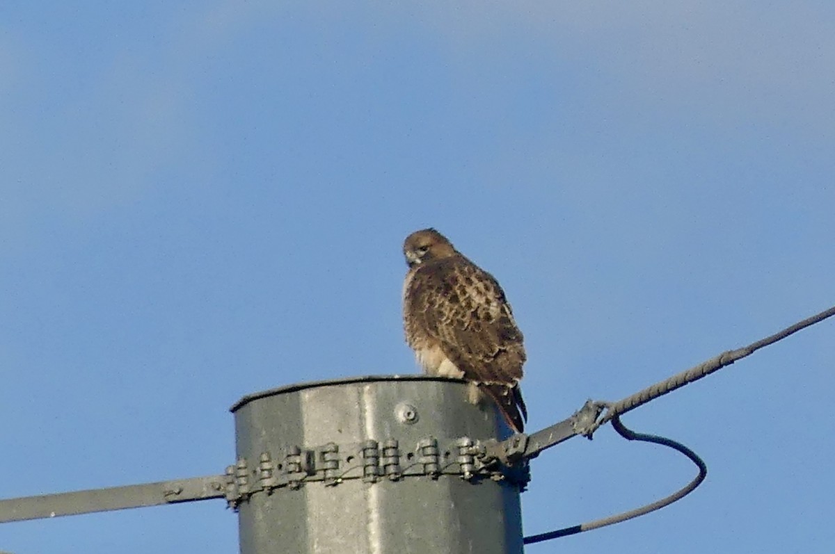 Red-tailed Hawk - ML626380575