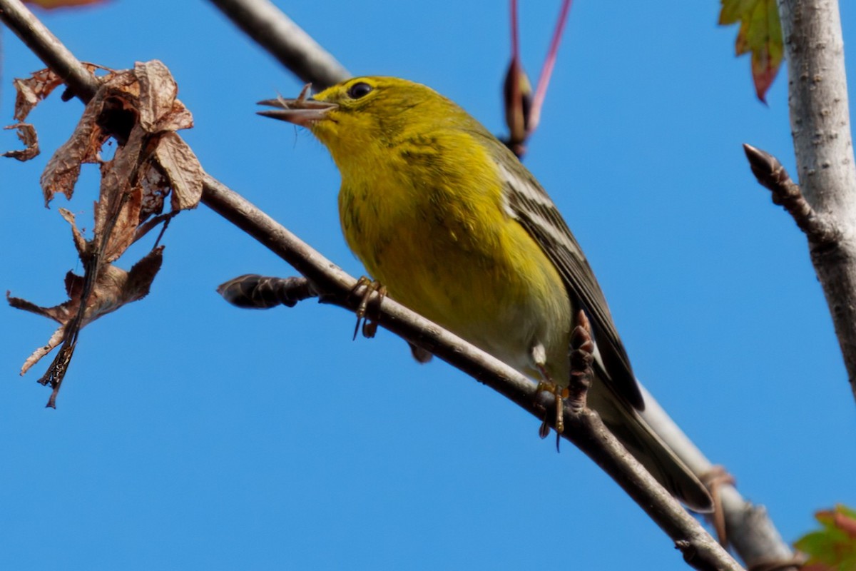 Pine Warbler - ML626380580