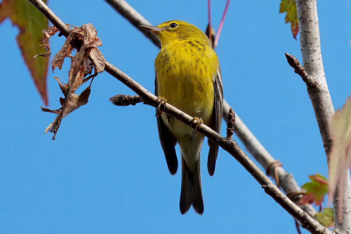 Pine Warbler - ML626380581