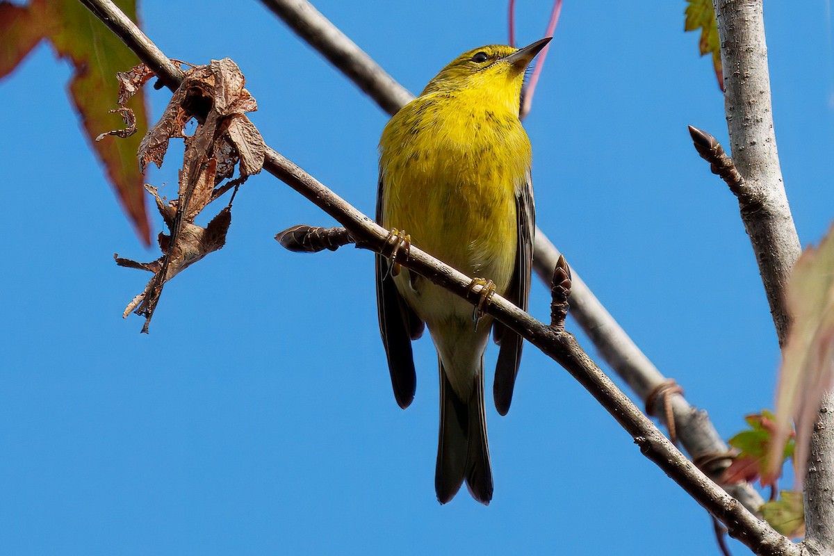 Pine Warbler - ML626380582
