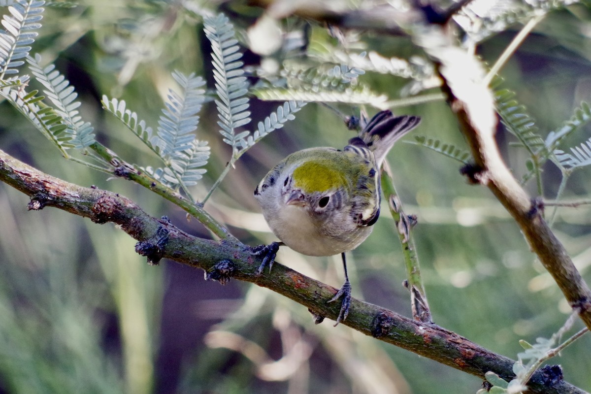 Chestnut-sided Warbler - ML626380706