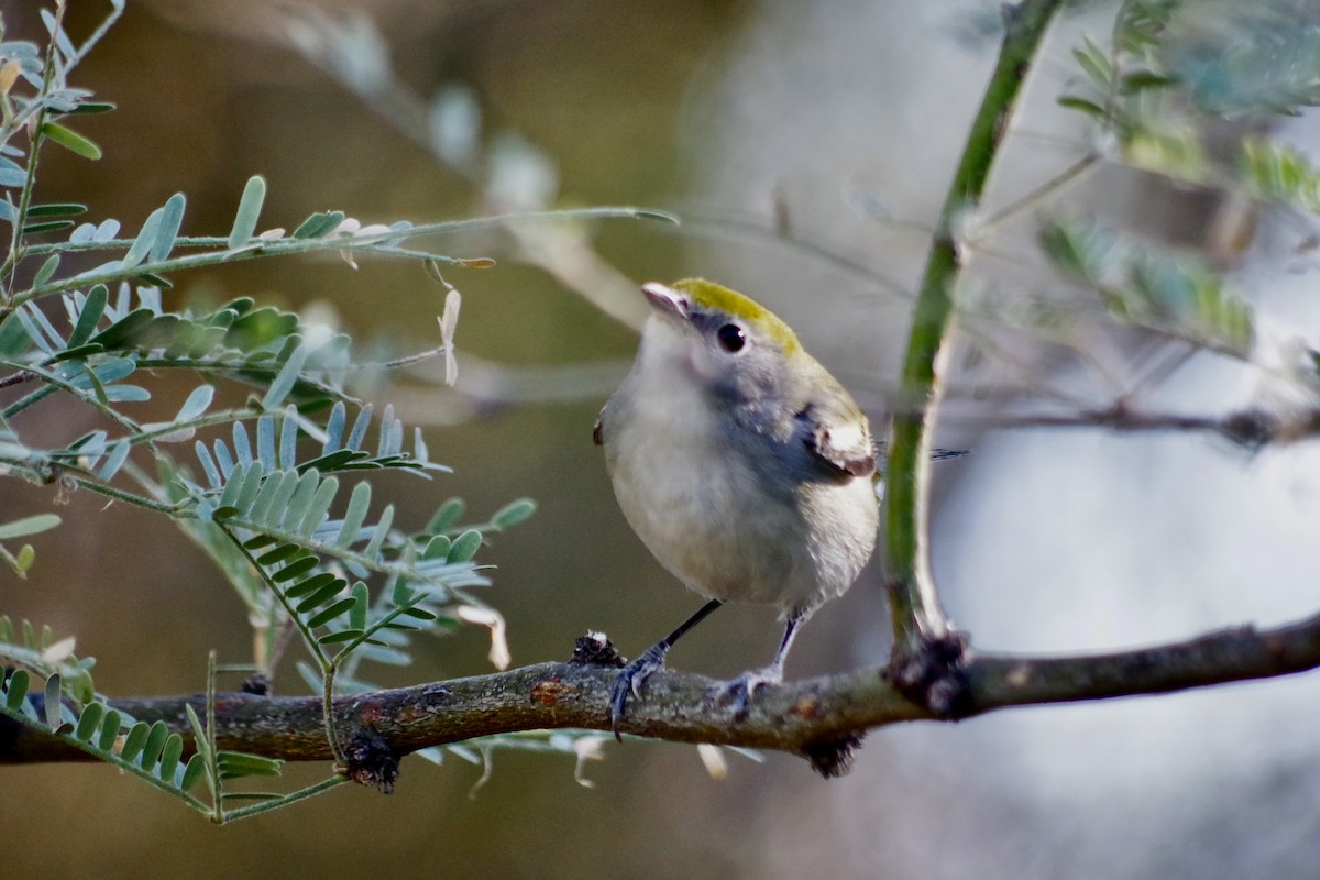 Chestnut-sided Warbler - ML626380707