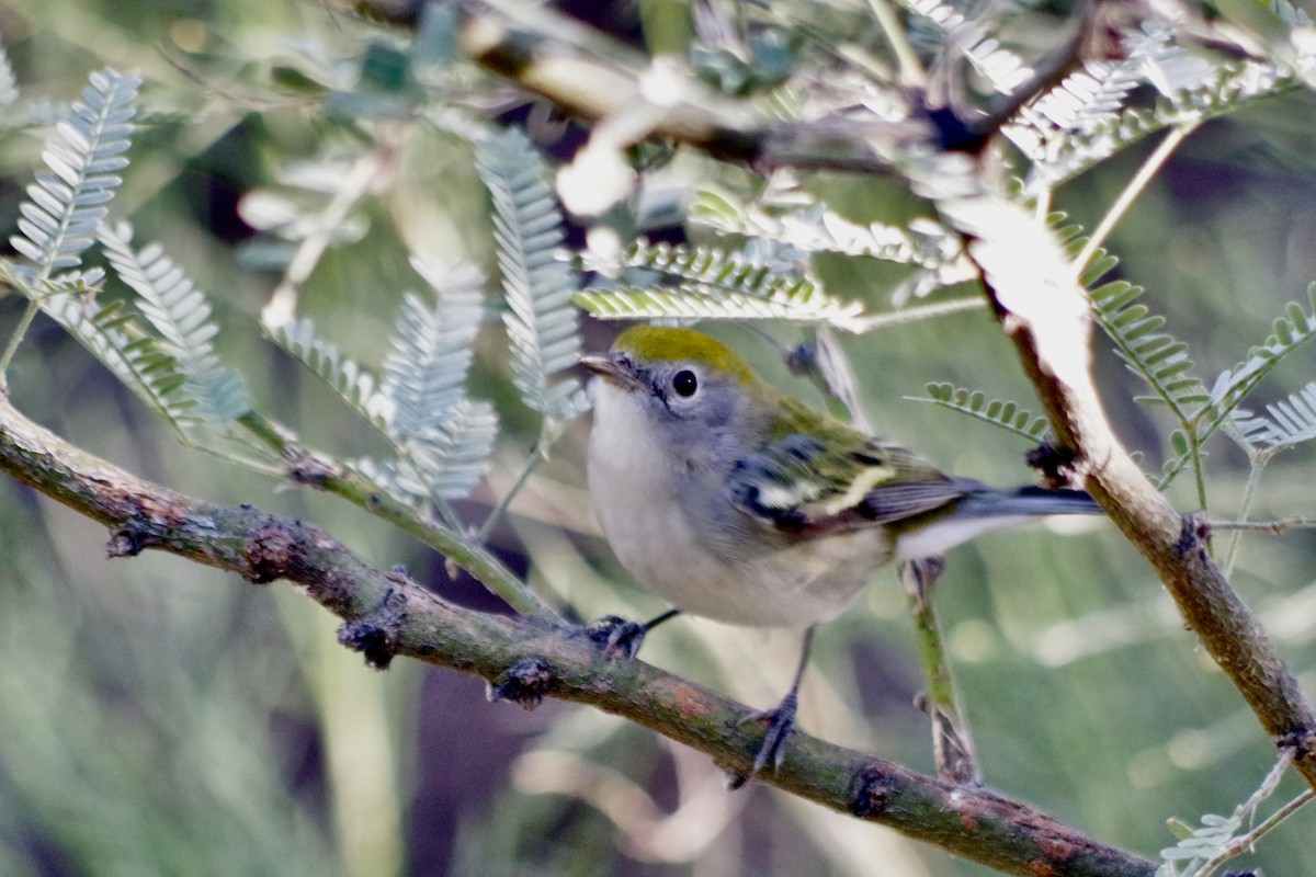 Chestnut-sided Warbler - ML626380708