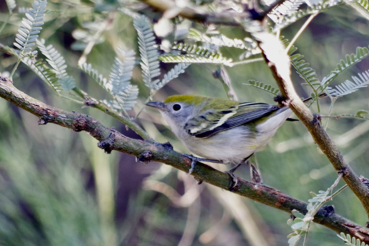 Chestnut-sided Warbler - ML626380709