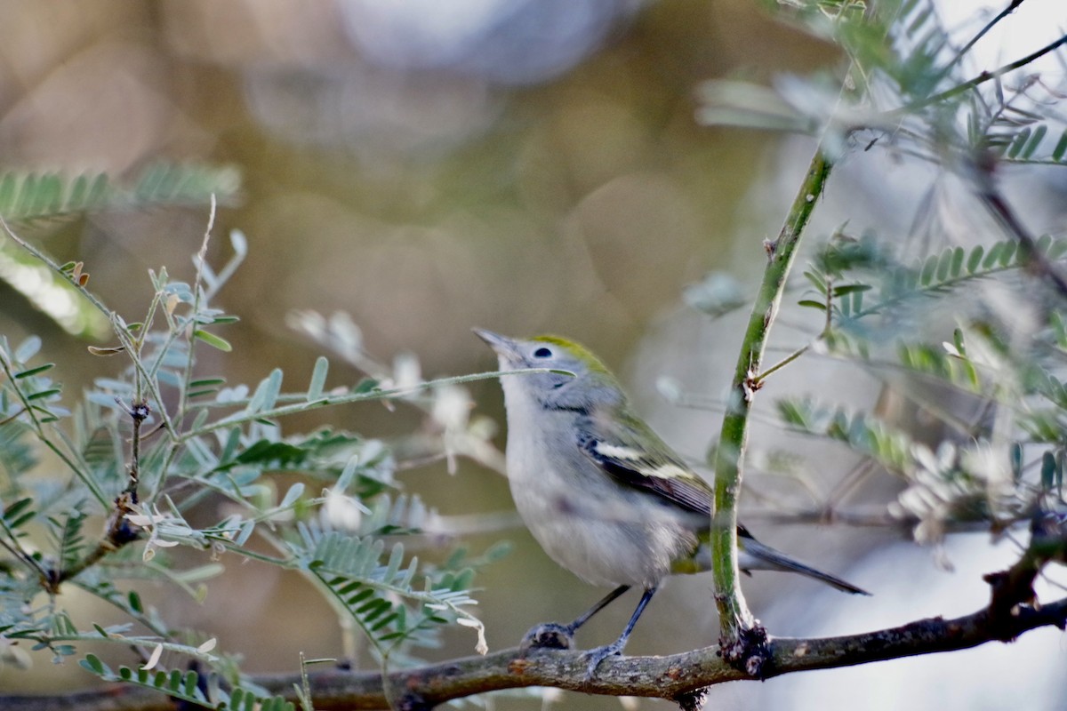 Chestnut-sided Warbler - ML626380710