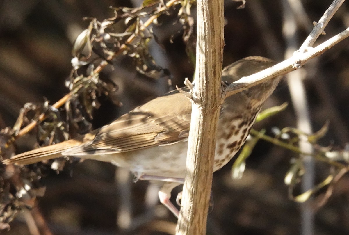 Hermit Thrush - ML626380711