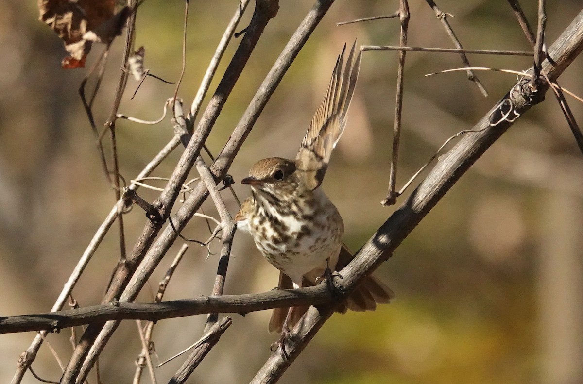 Hermit Thrush - ML626380720