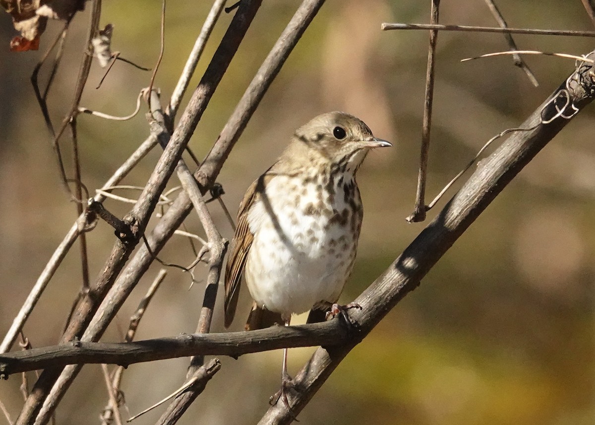 Hermit Thrush - ML626380726