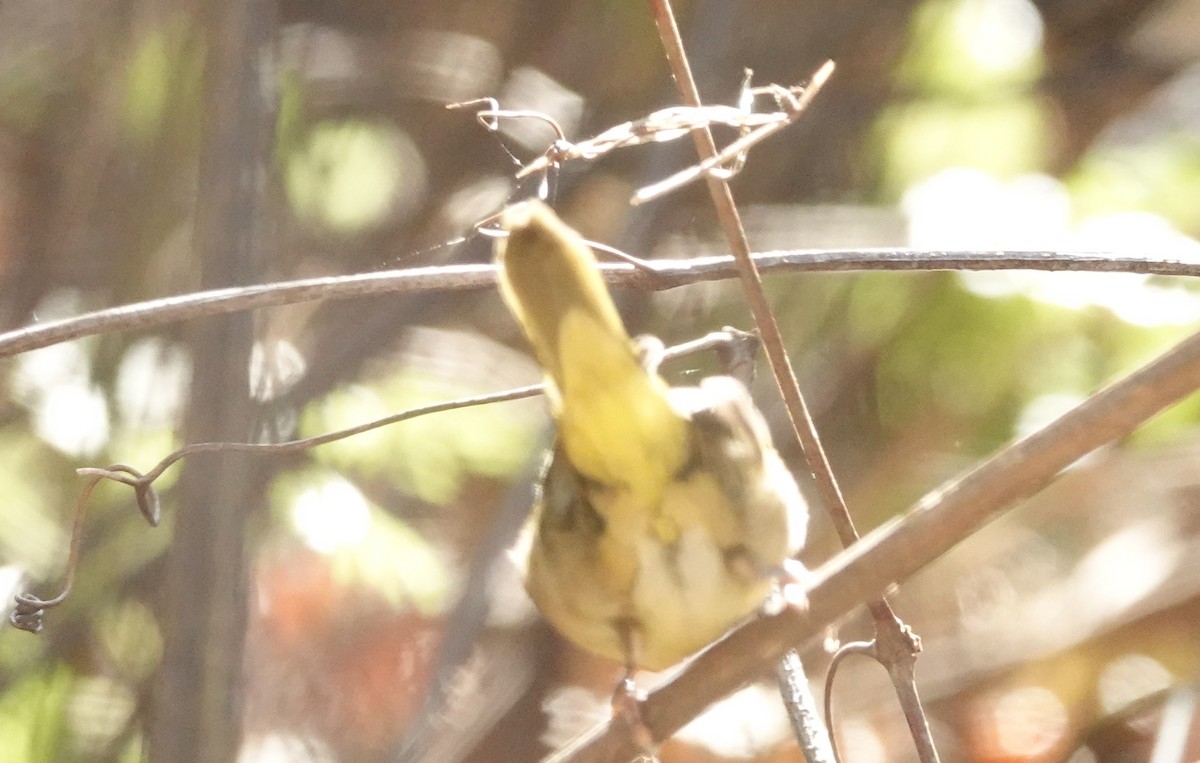 Common Yellowthroat - ML626380745