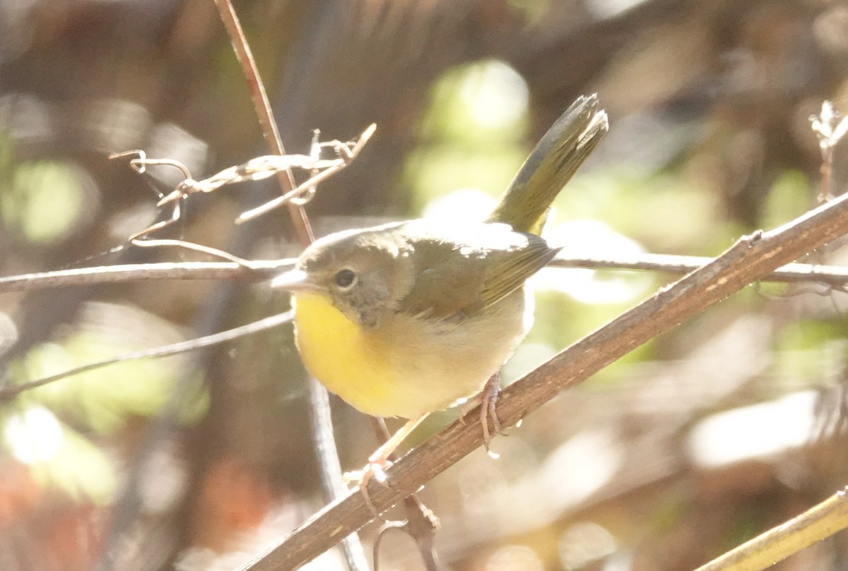 Common Yellowthroat - ML626380746