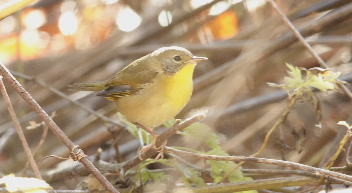 Common Yellowthroat - ML626380747