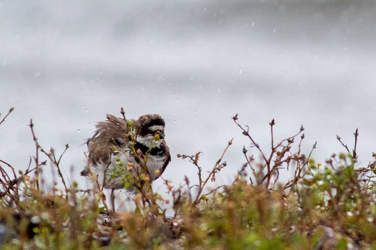 Semipalmated Plover - ML626380750