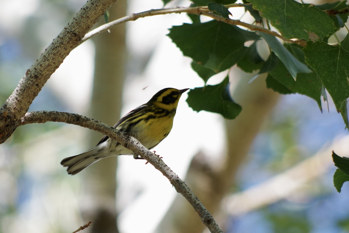 Townsend's Warbler - ML626380758