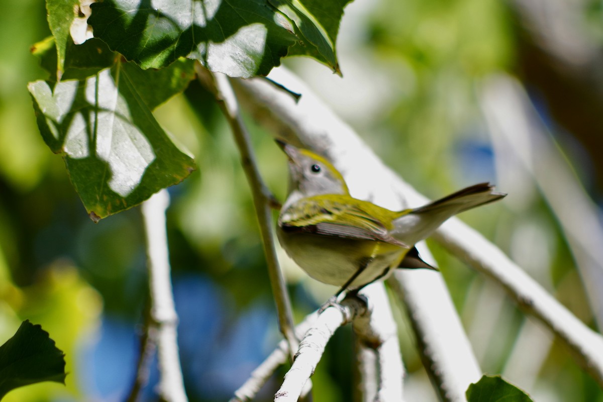 Chestnut-sided Warbler - ML626380806