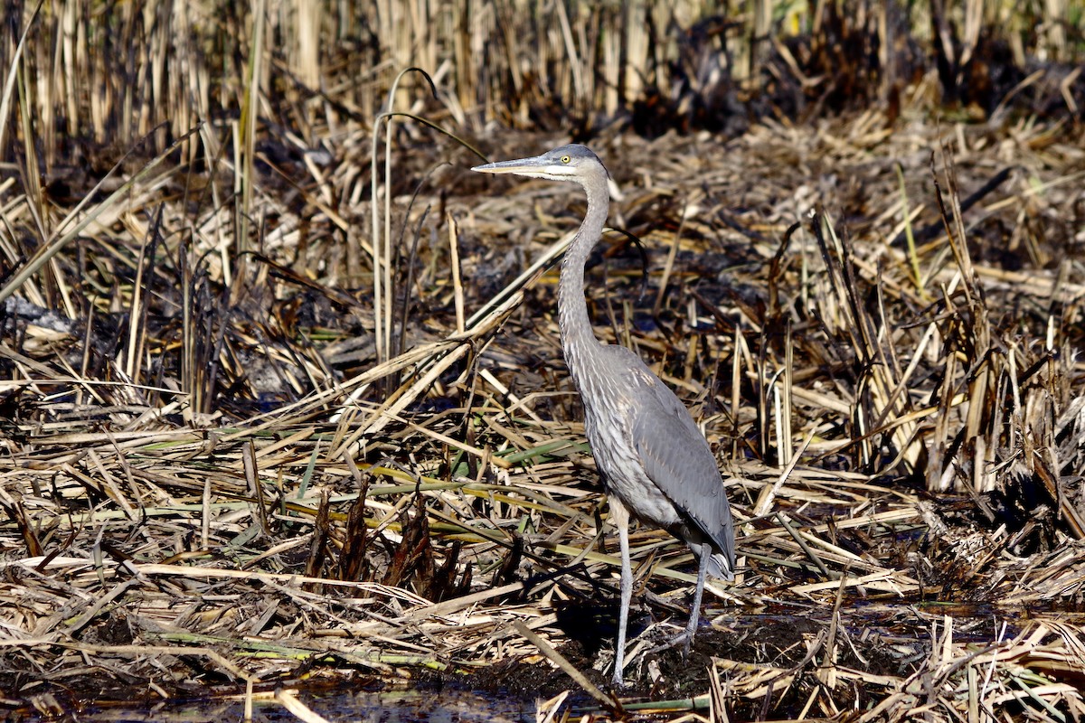 Great Blue Heron - ML626380824