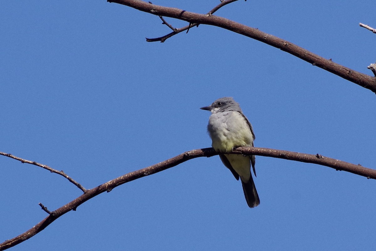 Cassin's Kingbird - ML626380826