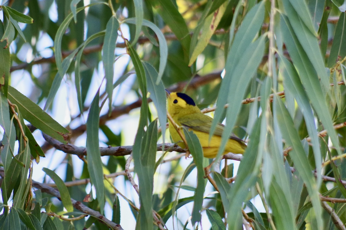 Wilson's Warbler - ML626380829