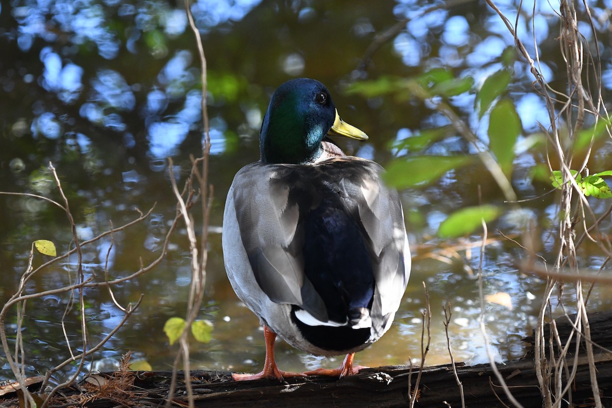 Mallard - ML626380895
