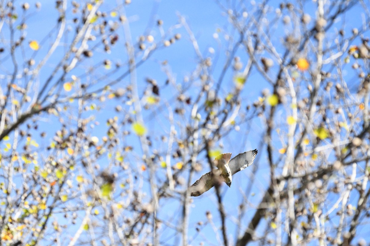 Red-tailed Hawk - ML626380906