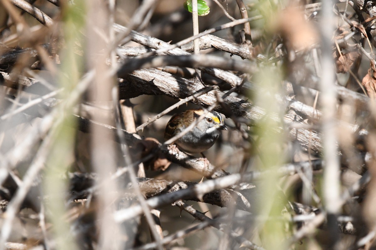 White-throated Sparrow - ML626380962