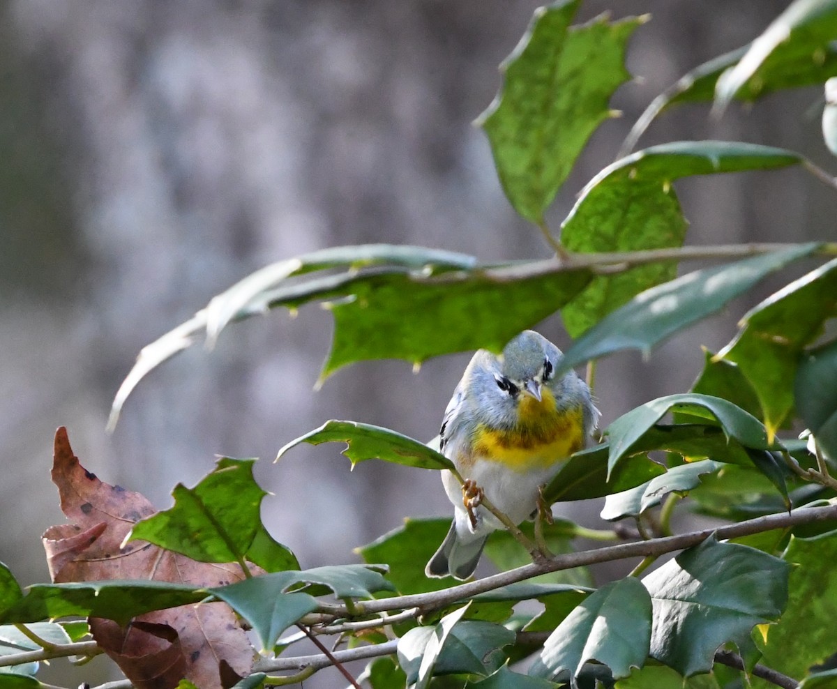 Northern Parula - ML626380970