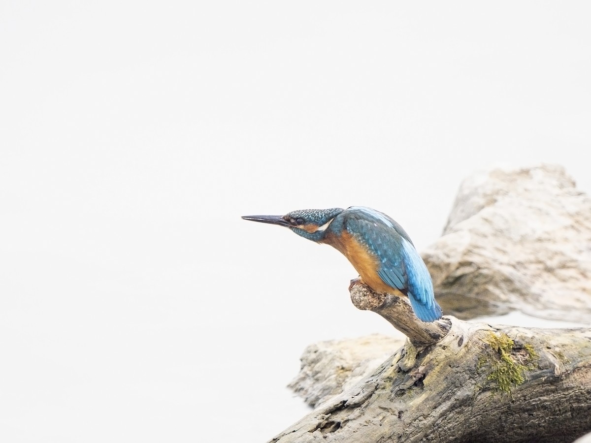 Common Kingfisher - ML626380983