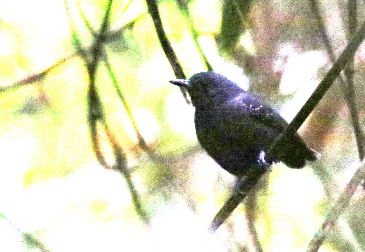 Plumbeous Antvireo - ML626381021