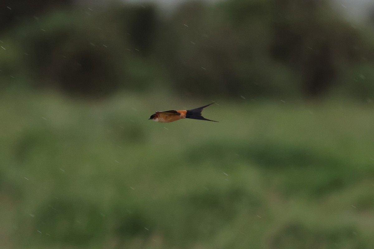 vlaštovka africká - ML626381073