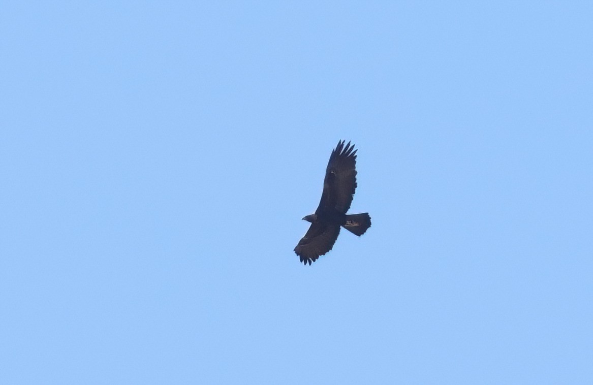 Águila Real - ML626381292