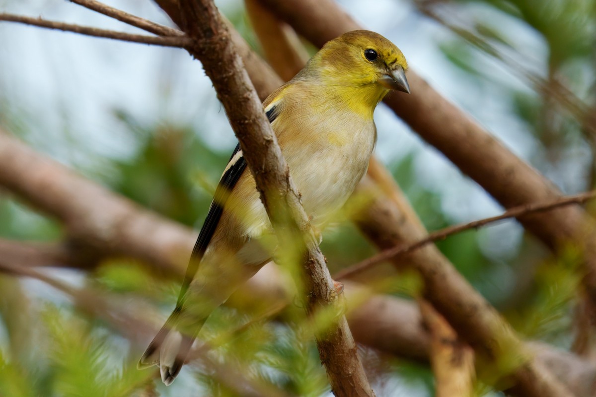 American Goldfinch - ML626381406