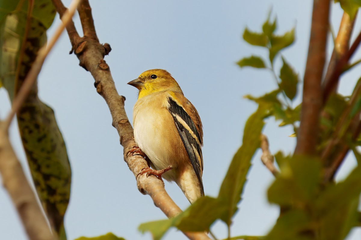 American Goldfinch - ML626381407