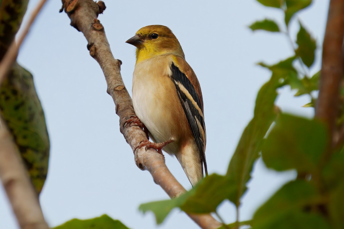American Goldfinch - ML626381408