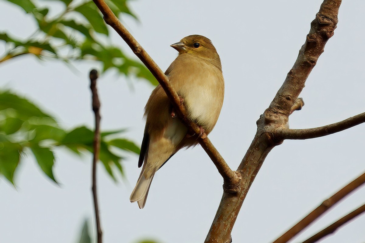 American Goldfinch - ML626381409